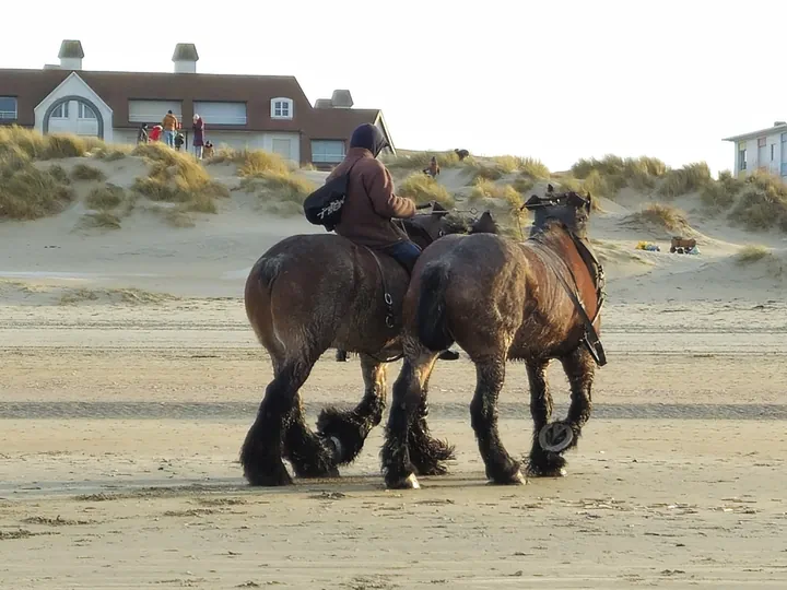 Oostnieuwkerke duinen wandeling in de koude (België)